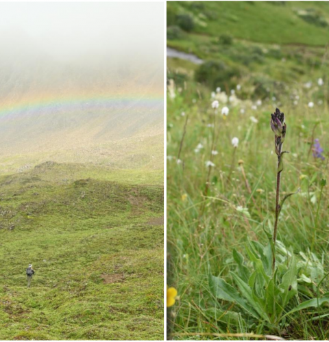 在海拔4000米的高山上，我們發(fā)現(xiàn)了紫色雪蓮的足跡